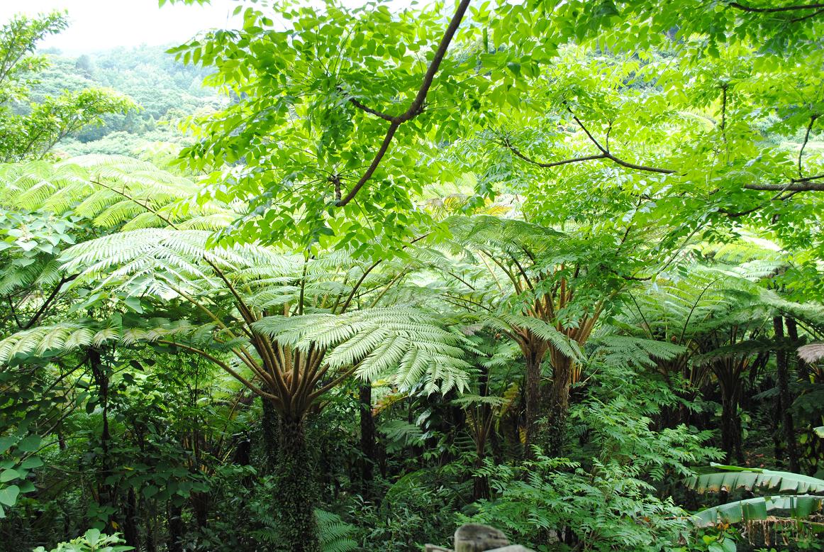 亜熱帯縮小