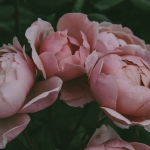 anita-austvika-1306072-unsplash
