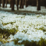 annie-spratt-zzux2cH-F-A-unsplash