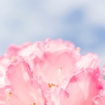 michael-held-664706-unsplash