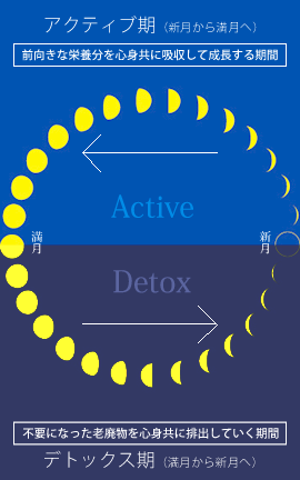 アクティブ期とデトックス期