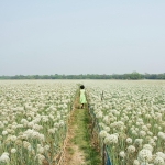 pexels-mushfiqur-rahman-2158530446-35488372