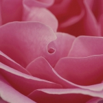 rose-600598_1280