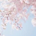 tomoko-uji-eriuKJwcdjI-unsplash